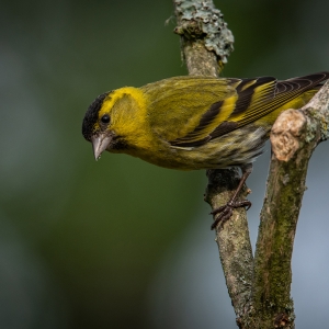 Redwell   15 06 2020   D500   Les 128.jpg